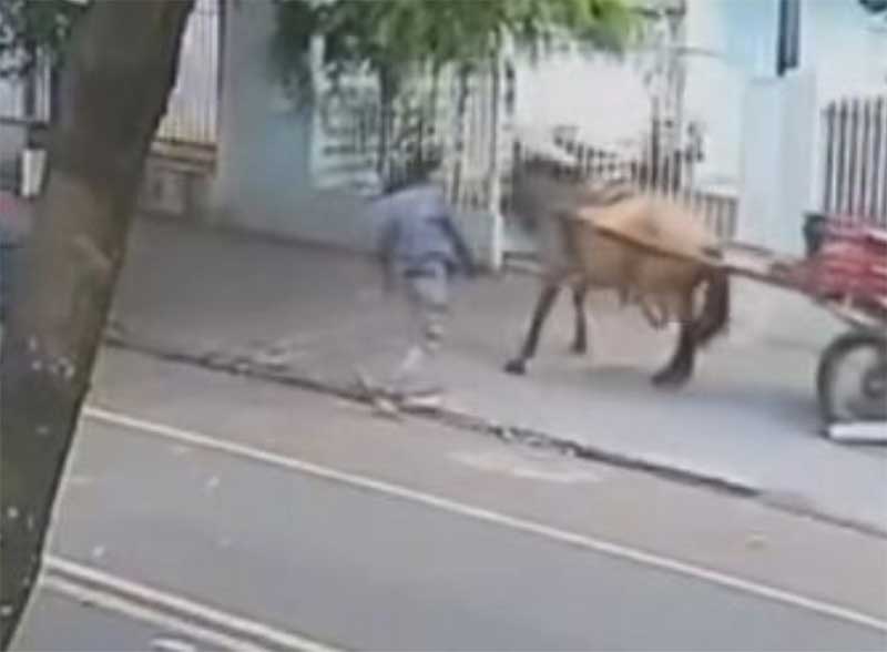 Homem agride cavalo e é preso um dia depois em Maringá, PR; Vídeo