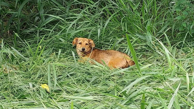 ONG recolhe quatro cães abandonados em Marmeleiro, PR; responsável irá responder por maus-tratos a animais
