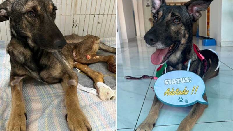 Cachorro amputado é adotado após morar quase 2 anos em clínica de Paranavaí, PR