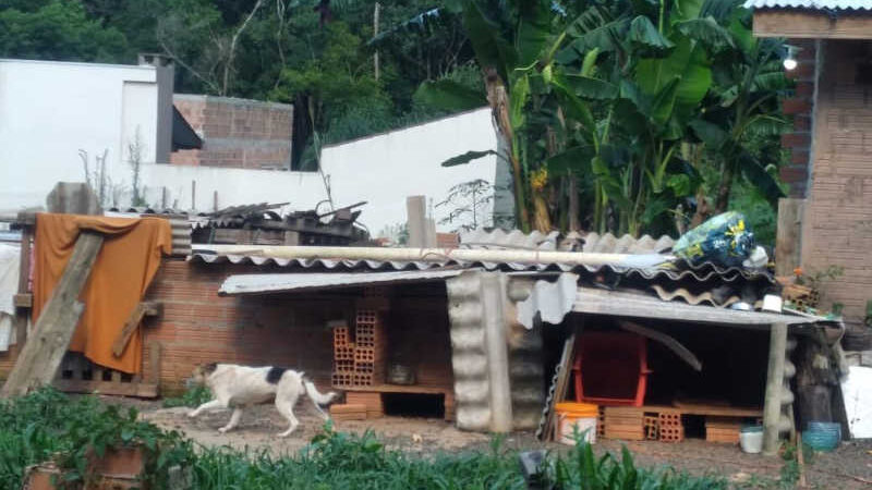 Vizinhos denunciam cães trancados e sem alimento na Vila Americana, em  São Mateus do Sul, PR