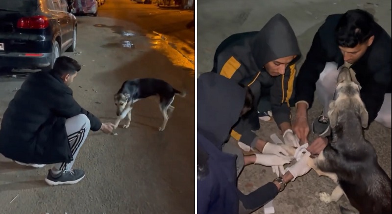 VÍDEO: palestinos ajudam a fazer curativo em cachorro de rua ferido