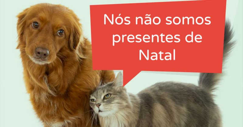 Animais não são prendas. Canil de Braga suspende adoções durante o Natal