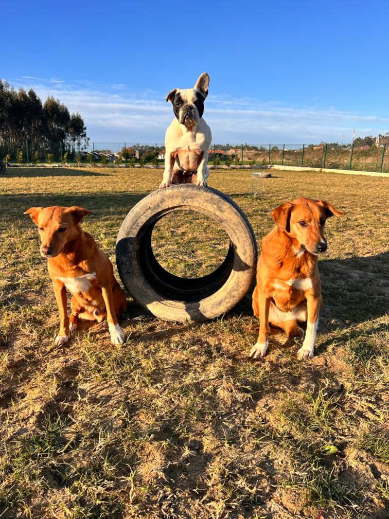 Niko, Gucci e Mely, as macotes da Moments Dogs.