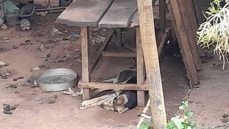 Cães são abandonados acorrentados após tutores se mudarem em Maricá, RJ; vizinhos denunciam maus-tratos