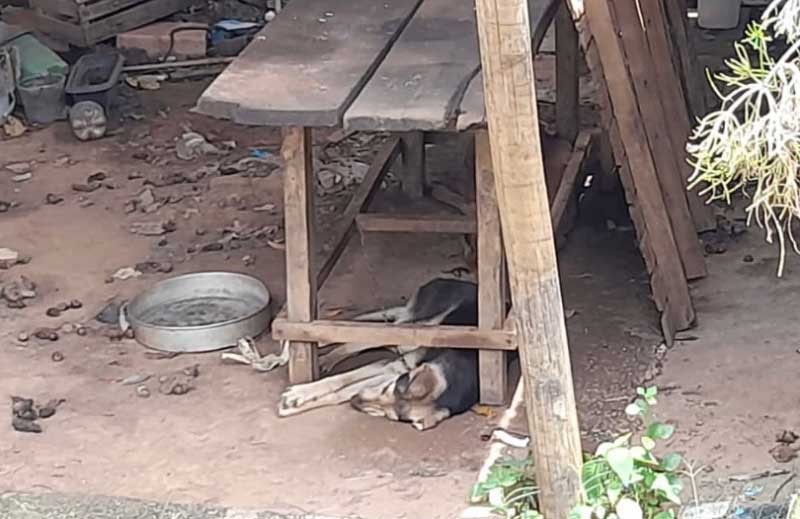 Cães são abandonados acorrentados após tutores se mudarem em Maricá, RJ; vizinhos denunciam maus-tratos