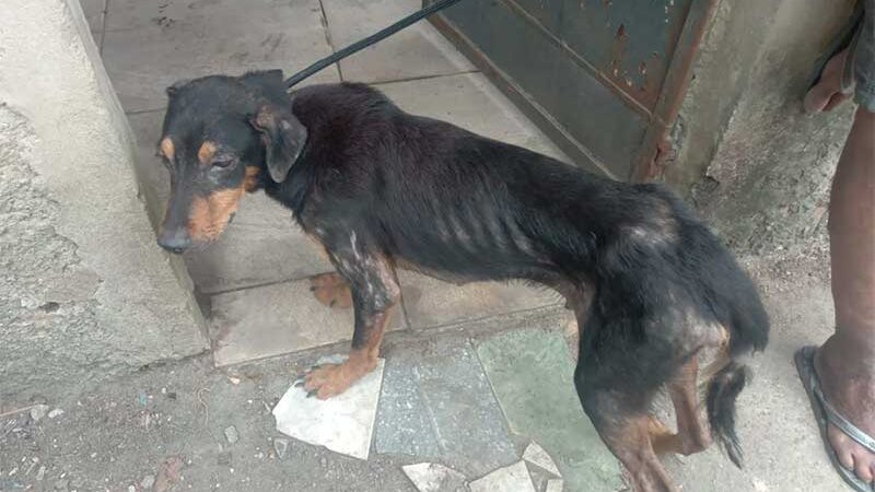 Oito cachorros vítimas de maus-tratos são resgatados em Paciência, no Rio