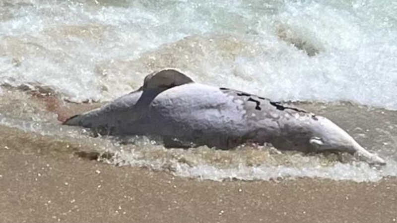 Golfinho é encontrado morto na Praia do Recreio, zona oeste do Rio