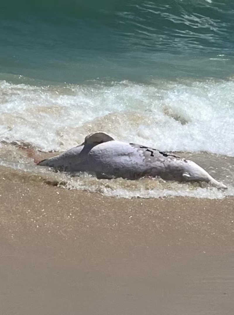 Golfinho é encontrado morto na Praia do Recreio, zona oeste do Rio