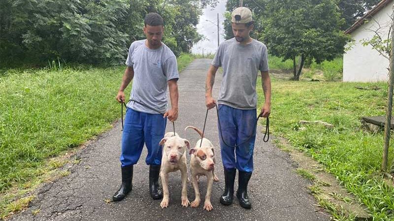 Rio: cães resgatados com sinais de maus-tratos em Piedade testam positivo para parasita que causa leishmaniose