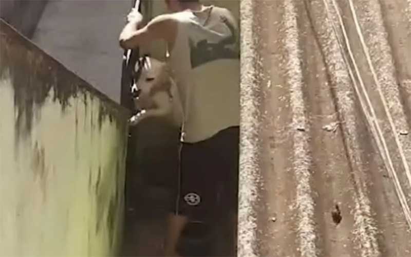 Homem é preso após espancar cachorro em São Gonçalo, RJ