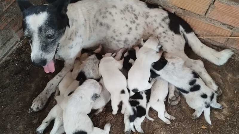 Conheça a cadela que amamentou 10 filhotes depois de adotar ninhada da ‘amiga’ que morreu em RO