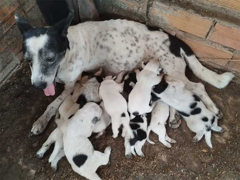 Conheça a cadela que amamentou 10 filhotes depois de adotar ninhada da ‘amiga’ que morreu em RO