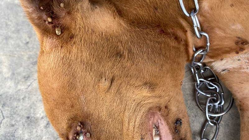 Polícia Civil identifica autora de crime de maus-tratos contra animais em Cerejeiras, RO