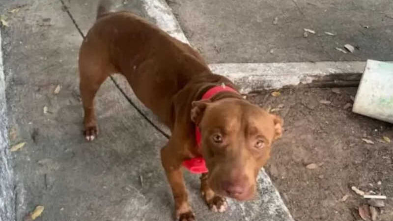 ONG Yawara faz campanha com cartinhas de cachorros resgatados para doações, em Boa Vista, RR