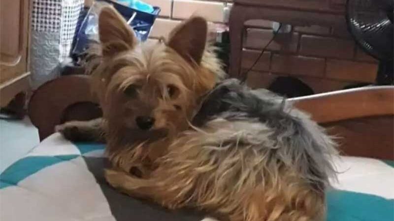 Cachorro dado como morto por pet shop é encontrado vivo em Bagé, RS