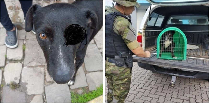 Mulher é presa por maus-tratos a cachorro com lesão no olho em Bento Gonçalves, RS
