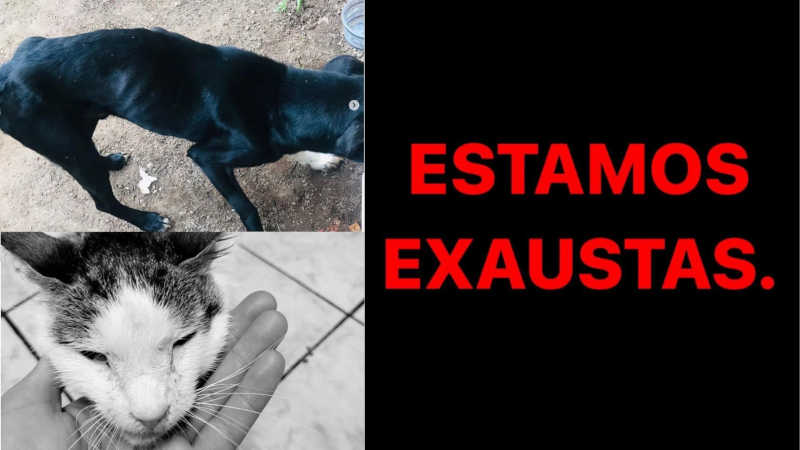 ONGs de proteção animal em Caxias do Sul (RS) desabafam sobre resgates na cidade “estamos exaustas”