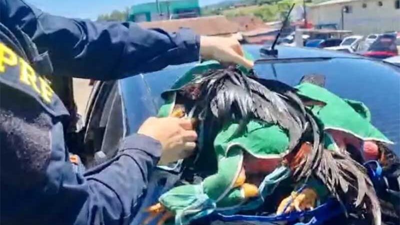 Homem é preso transportando galos de rinha em Paverama, RS