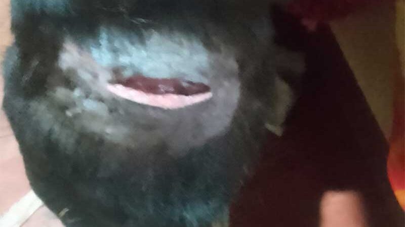 Cachorra é ferida com corte profundo em Santa Maria do Herval, RS