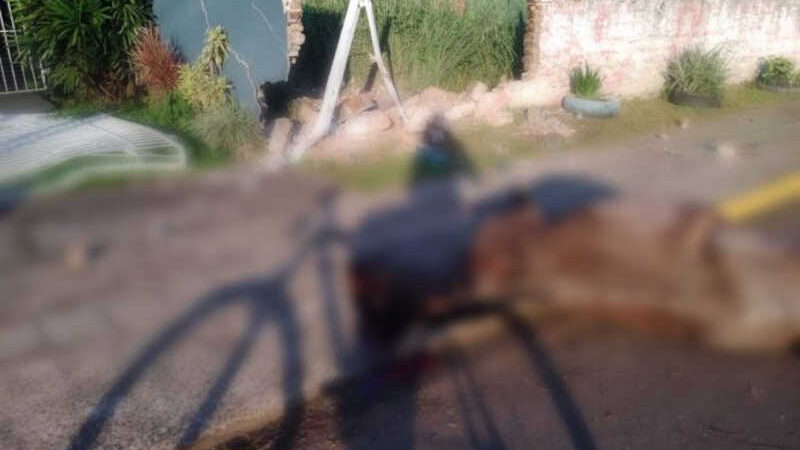 Acidente de trânsito com atropelamento de cavalo deixa animal morto em São Borja, RS