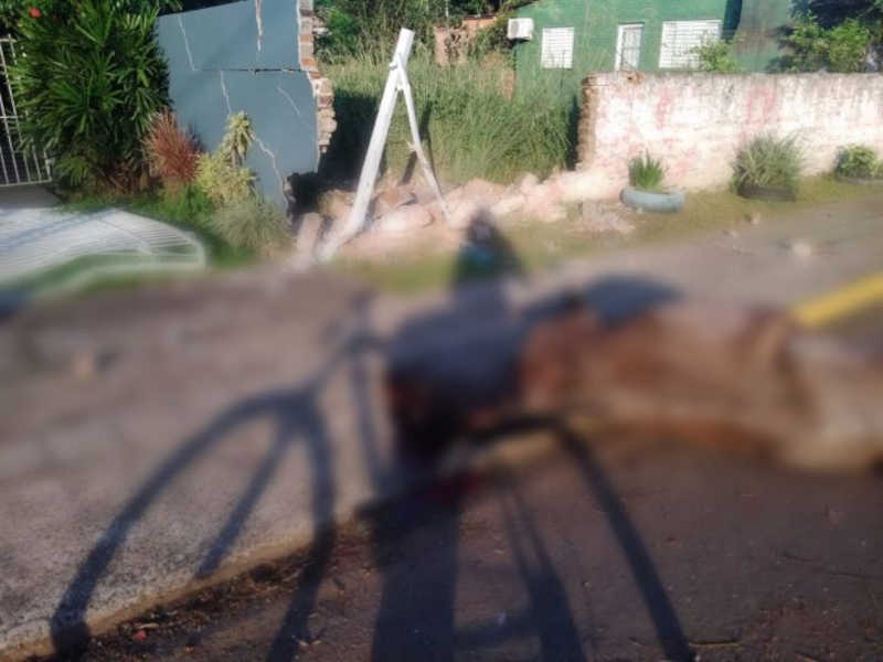 Acidente de trânsito com atropelamento de cavalo deixa animal morto em São Borja, RS