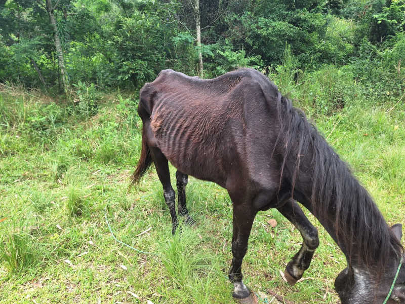 Flagra de crime de maus-tratos contra cavalo em São José do Ouro, RS