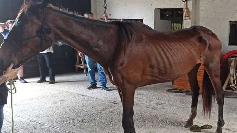Equinos são flagrados em péssimas condições, em São Lourenço do Sul (RS), debilitados, tumefação pelo corpo e feridas com moscas