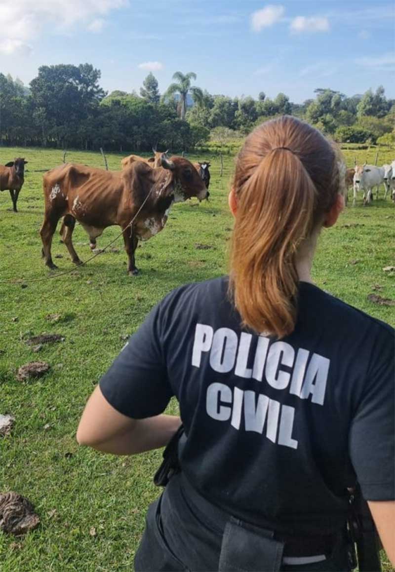 Farra do boi: 11 suspeitos são indiciados por maus-tratos a animais em Florianópolis