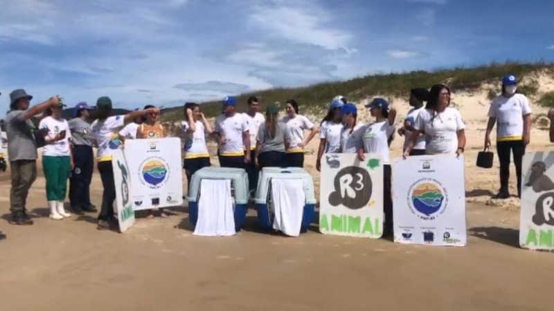VÍDEO: Pinguins voltam ao mar após serem resgatados em Florianópolis