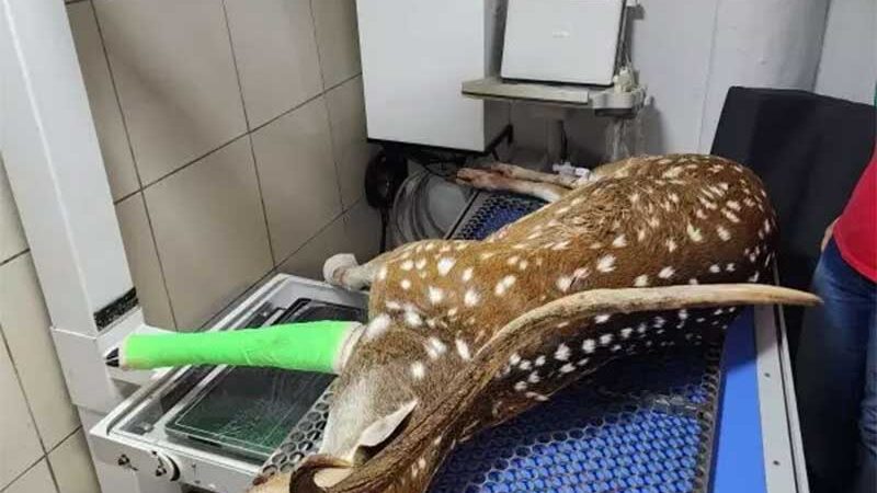 Cervo exótico encontrado em Ibirama (SC) morre dois dias após resgate