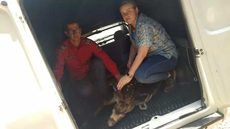 Da espécie conhecida como ‘Chital’, o cervo foi capturado na manhã desta quinta-feira (7), com ferimentos na perna – Foto: Corpo de Bombeiros/Reprodução ND