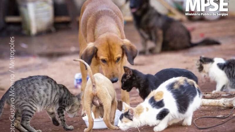 Ministério Público de SE ajuíza ação contra o município de Aracaju para recolhimento de animais acumulados em imóvel insalubre