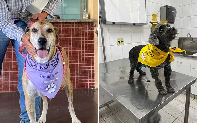 Estudo da Unesp de Jaboticabal utiliza Oncotherad, uma imunoterapia, para tratamento de câncer agressivo em cães — Foto: Arquivo Pessoal