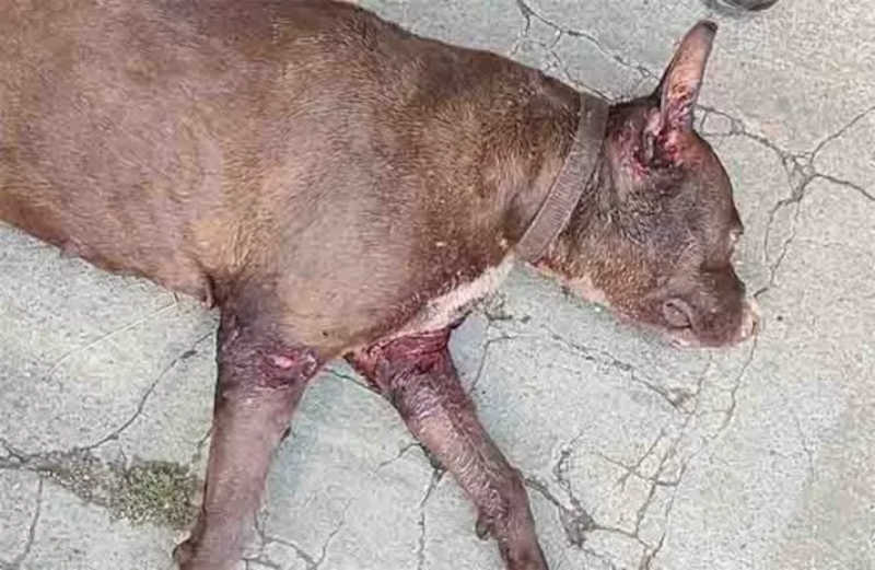 Tutor de cães de aluguel é preso por maus-tratos após briga e morte de animal