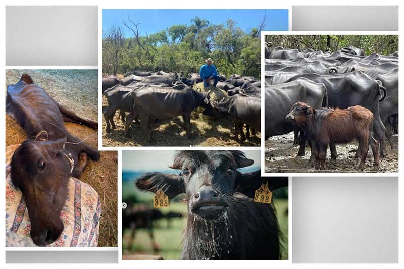 Búfalas vítimas de maus-tratos são retiradas de fazenda em Brotas, SP