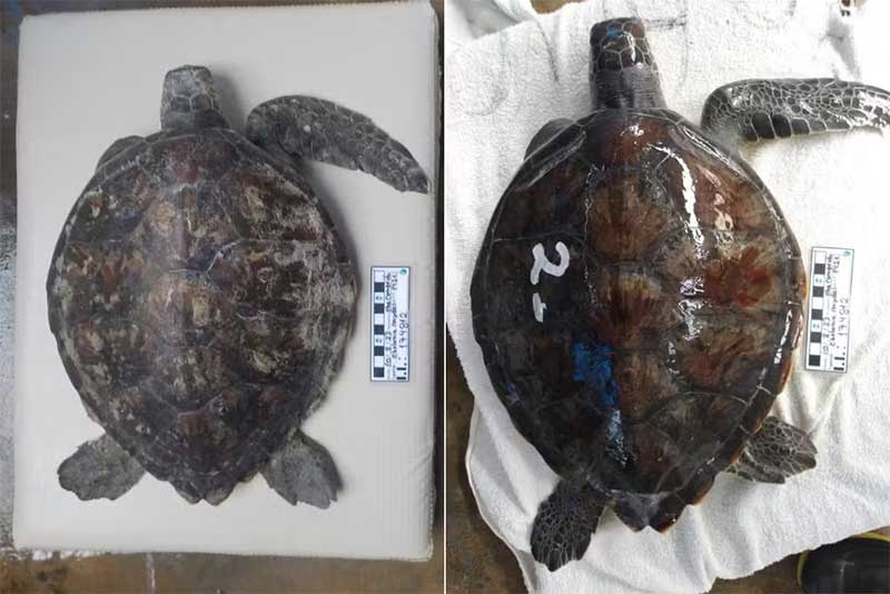Tartaruga é solta no mar após ser resgatada com nadadeira amputada e expelindo plástico no litoral de SP; VÍDEO