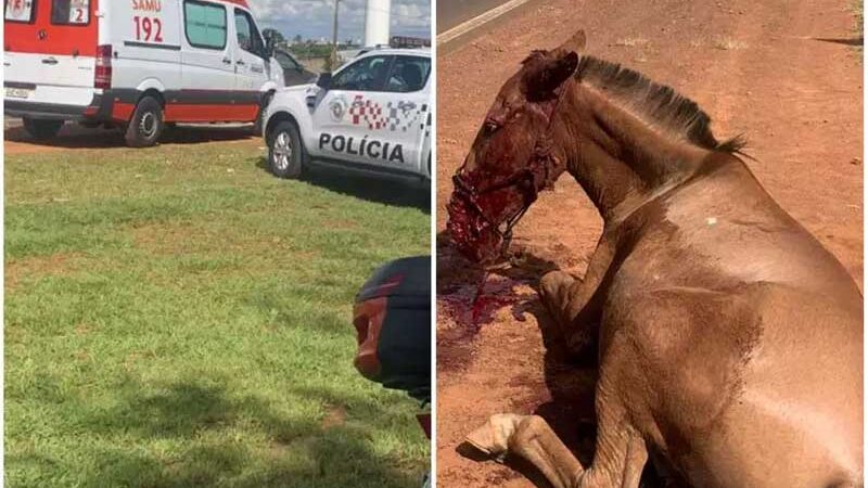 Carro atropela e fere gravemente égua, na João Traficante, em Franca, SP