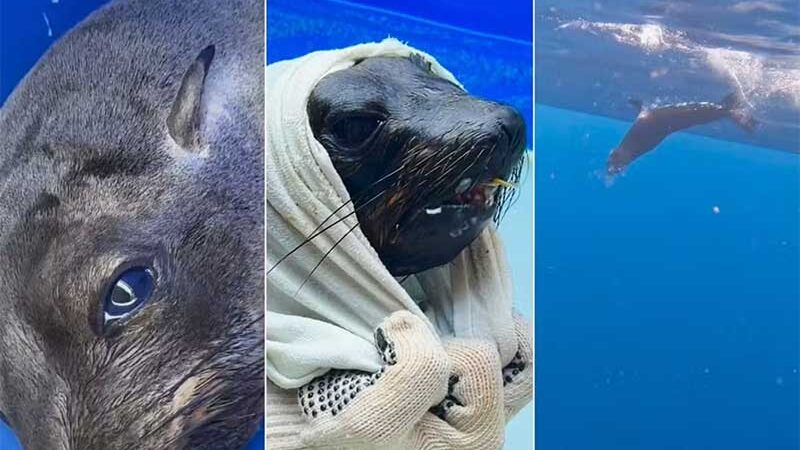 Lobo-marinho encontrado em quintal de casa é tratado e solto em alto-mar; VÍDEO