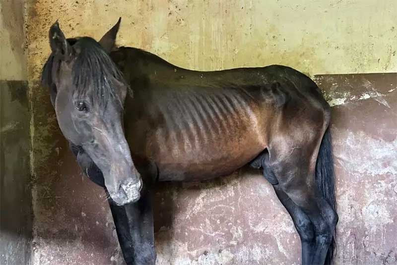 Polícia liberta 14 cavalos do ‘inferno’ em sítio de criação em Jundiaí, SP; ‘nem levantavam’