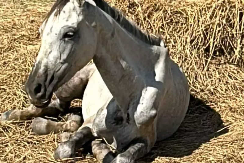 Criador dos cavalos maltratados é milionário e mora em condomínio de alto padrão em Jundiaí, SP