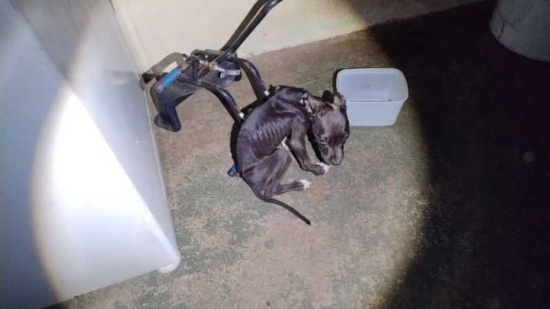 Cachorro é encontrado morto em residência por falta de água e comida em Pirassununga, SP; outros dois foram resgatados