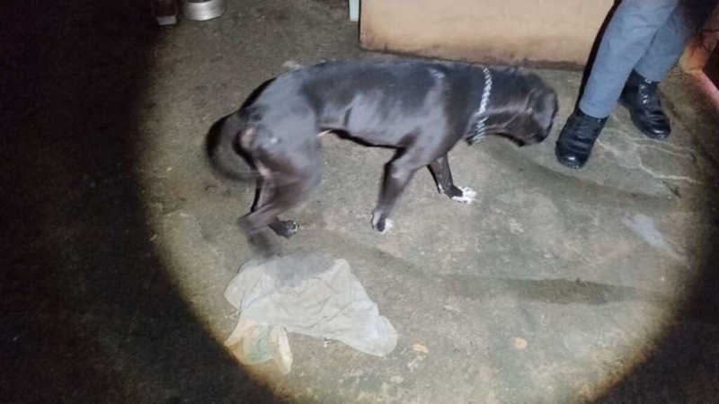 Cachorro é encontrado morto em residência por falta de água e comida em Pirassununga; outros dois foram resgatados
