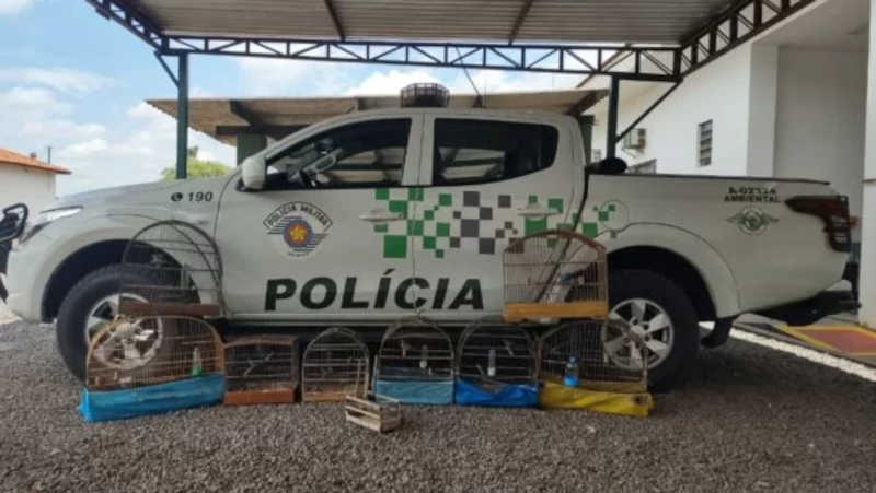 Divulgação/Polícia Militar Ambiental