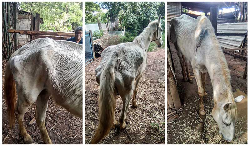 Cavalos maltratados são salvos pela Patrulha de Proteção Animal da GCM de Rio Claro, SP