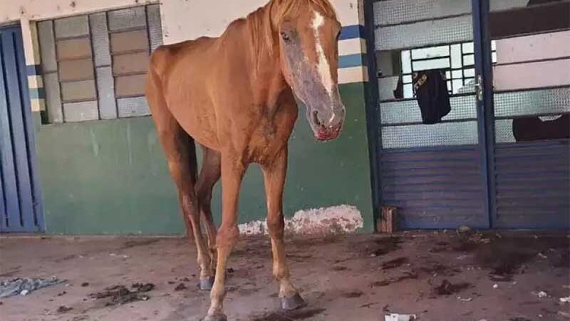 Mulher abandona cavalo, é denunciada e leva multa por maus-tratos em Rosana, SP