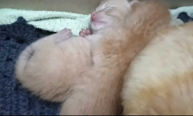 Gatos recém-nascidos são encontrados dentro de sacola presa em arame farpado em São Joaquim da Barra, SP; VÍDEO