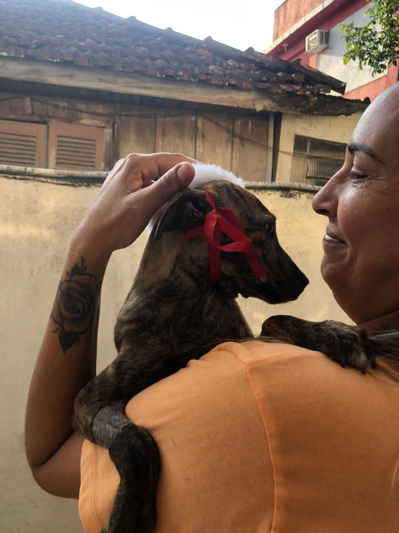 Cachorrinha paraplégica da Ubasa Centro é adotada e ganha novo lar