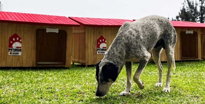 Casinhas de cachorro personalizadas são doadas para ONGs por empresa em SP