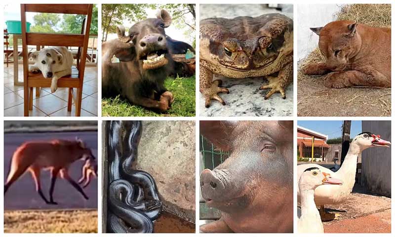 Sapo com boca colada, porco e pato de estimação e novo lar de búfalas: relembre 15 reportagens com animais em 2023 na região