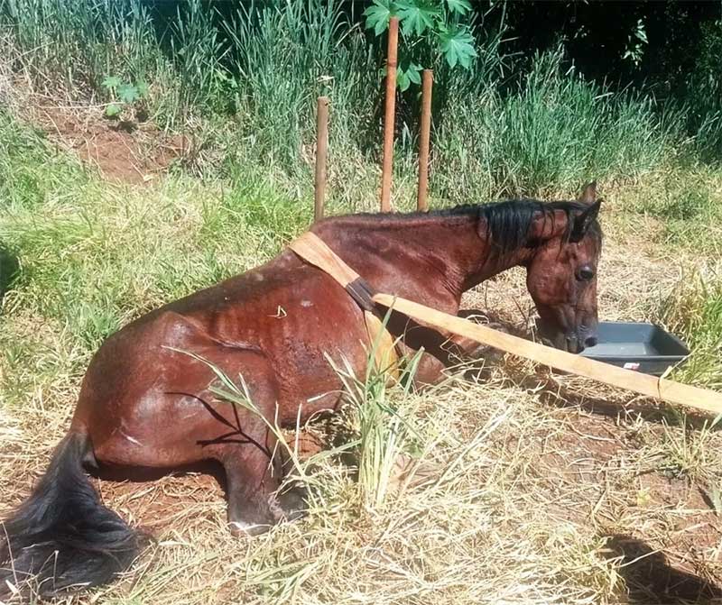 Cavalo morreu por raiva animal em Porto Ferreira — Foto: Prefeitura/Divulgação
